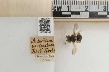 Media type: image;   Entomology 789140 Aspect: Labels